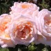 Троянда Мартін Гійо (Роза Martine Guillot)